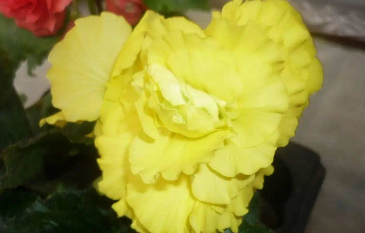 Begonia żółta, kwiat