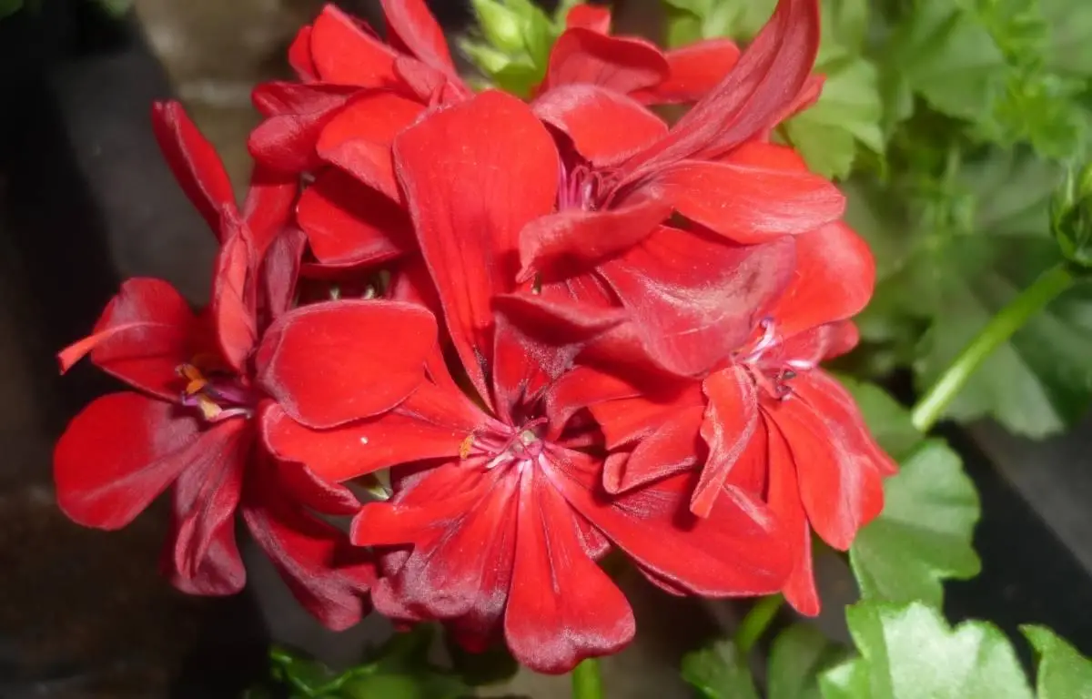 Pelargonia, czerwona, zwisająca o pełnych kwiatach