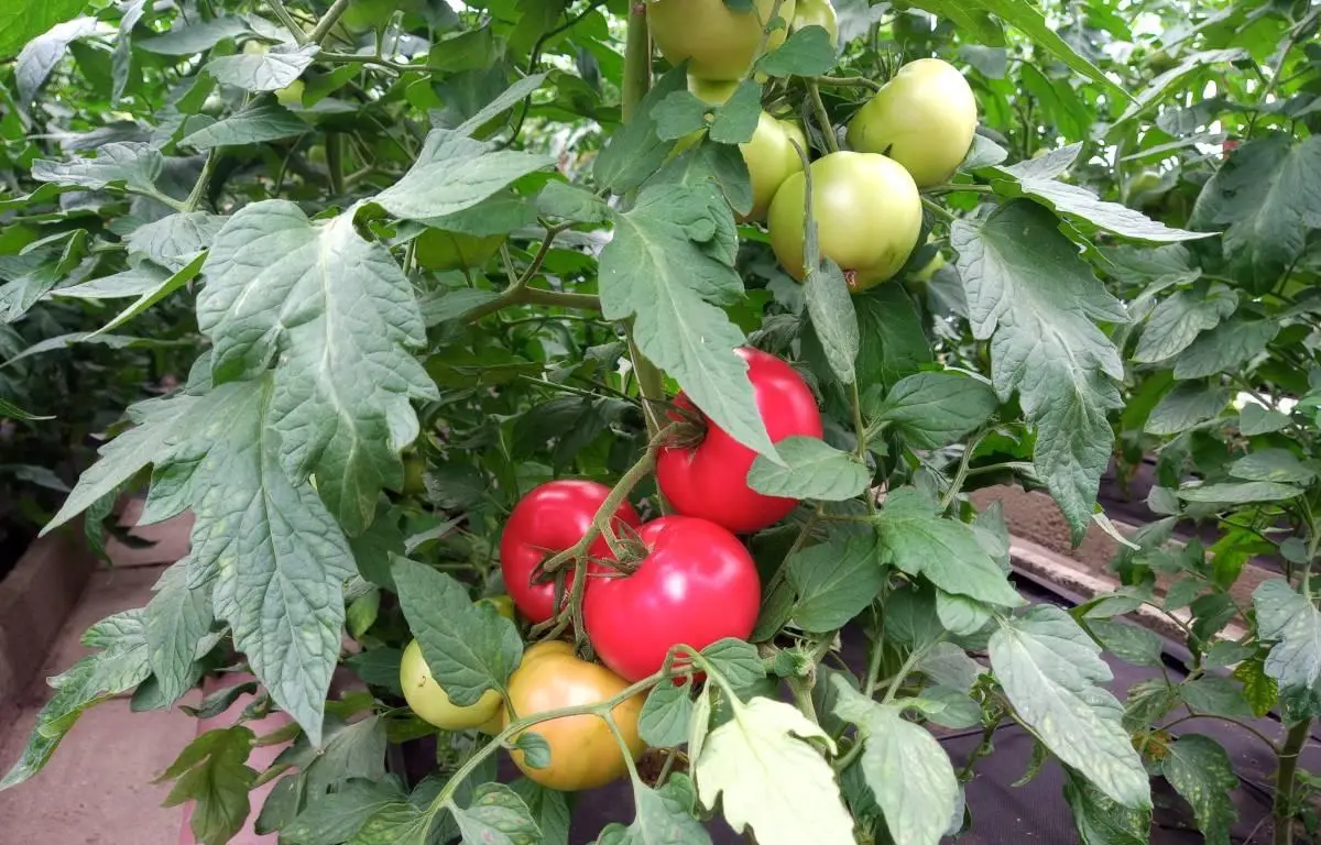 Pomidor uprawa